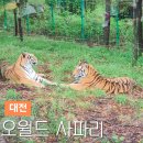 계룡어린이공원 | 대전 오월드 사파리 동물원 가격 할인 꿀팁 총정리