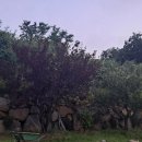 가덕도청솔식당 이미지