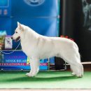 견종 소개 (24) [화이트 세퍼트] (White Shepherd) 이미지