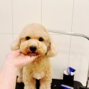 일산애견호텔 강아지 유치원 미용 맘바이 일산점 이미지