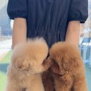 르달링 이미지