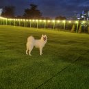 대박펫살롱 이미지