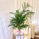 금손마디한의원 이미지