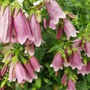 한솔펜션2 이미지