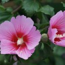 샤론통상 이미지