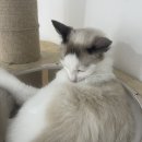 냥이는꿀꿀 이미지