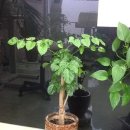 김재연한의원 이미지