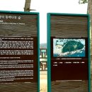 서천 마량리 동백나무 숲 이미지