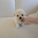 톰퍼피 강아지분양 | 안양강아지분양 알아보다 결정한 인천강아지분양 홍스퍼피 실제 방문후기와 느낀점 🐶💛