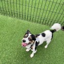 도그아일랜드 | 도그아일랜드 경기 광주 애견카페 찐후기