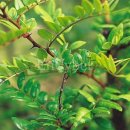 나무나무 이미지