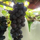 귀중농장 이미지