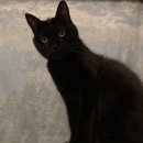 골골탬버린클럽 이미지