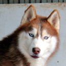 성주허스키켄넬 이미지