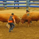 청도소싸움경기장 이미지