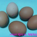 모아김밥 - 제천시 | 모아김밥