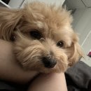 파리봉강아지미용실 이미지