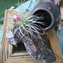 Flower늘봄