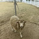 쌍둥이 목장 이미지