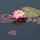 수련 Daum카페