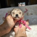 화이트 켄넬 이미지