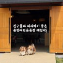 강아지놀이터 | 용인애견운동장 테일45 | 프라이빗 강아지놀이터 대관 후기 (마당형 B동)