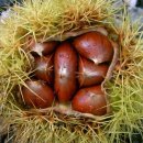 정안이네 이미지