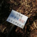 시고개농원 Daum카페
