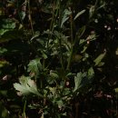 구절초로 이미지