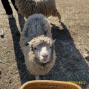 무등목장 이미지