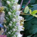 바위솔민박 이미지