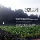 정선600농원