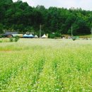 이효석길 이미지