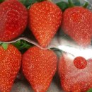 보영농장 이미지