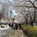 서강대 경의선숲길 벚꽃 명소(대흥 공덕역 실시간 후기)