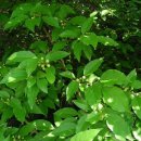 천과나무 이미지