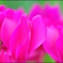 샤론의꽃 이미지