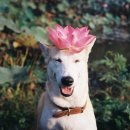 즐거운 강아지 이미지