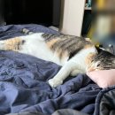 퍼니펫 동물병원 이미지