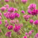 아마란스 이미지