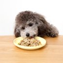 라이크펫 이미지