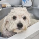 까르네 펫살롱 이미지