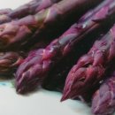 아스파라거스, 겹꽃도라지,저먼아이리스 종근판매 이미지