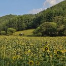 강산목장 이미지