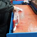 대양민물장어 이미지