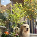 라임나무 이미지