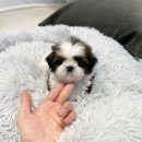 빼로독 강아지 안양평촌점 이미지