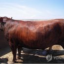 아산칡소영농조합법인 이미지