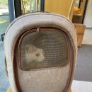 앞선동물병원 이미지