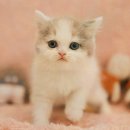 부산고양이분양 퍼스트캣 부산점 | 부산고양이분양 퍼스트캣 부산점에서 브리티쉬롱헤어분양의 매력